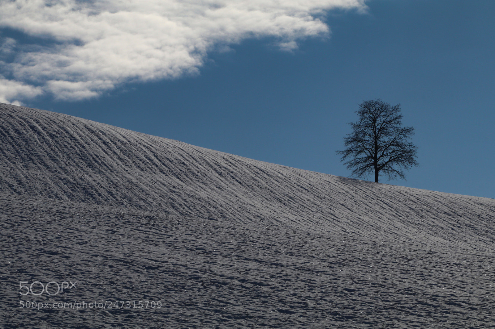 Canon EOS 80D sample photo. "only a tree" photography