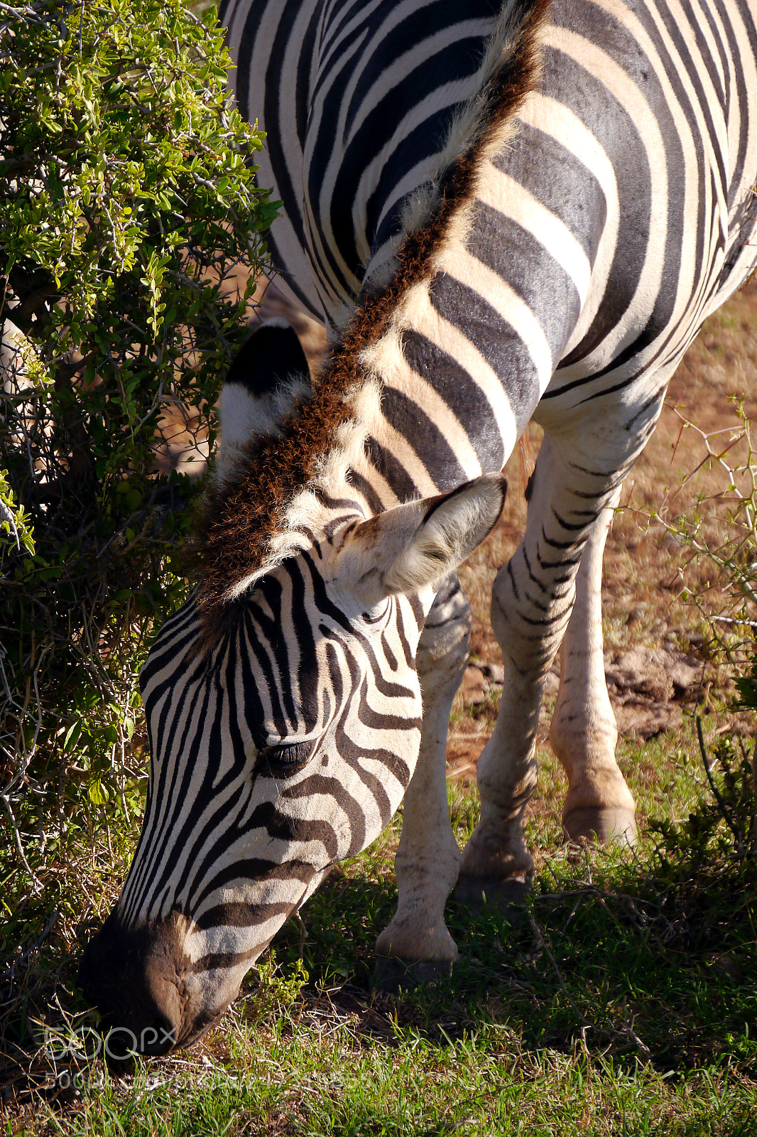 Panasonic Lumix DMC-G5 sample photo. Eating zebra in south photography