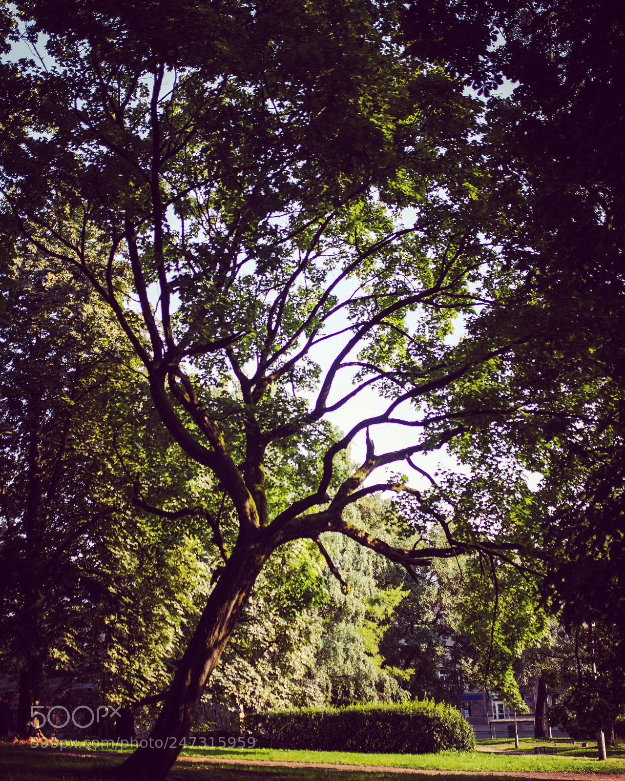 Nikon D610 sample photo. Old tree photography