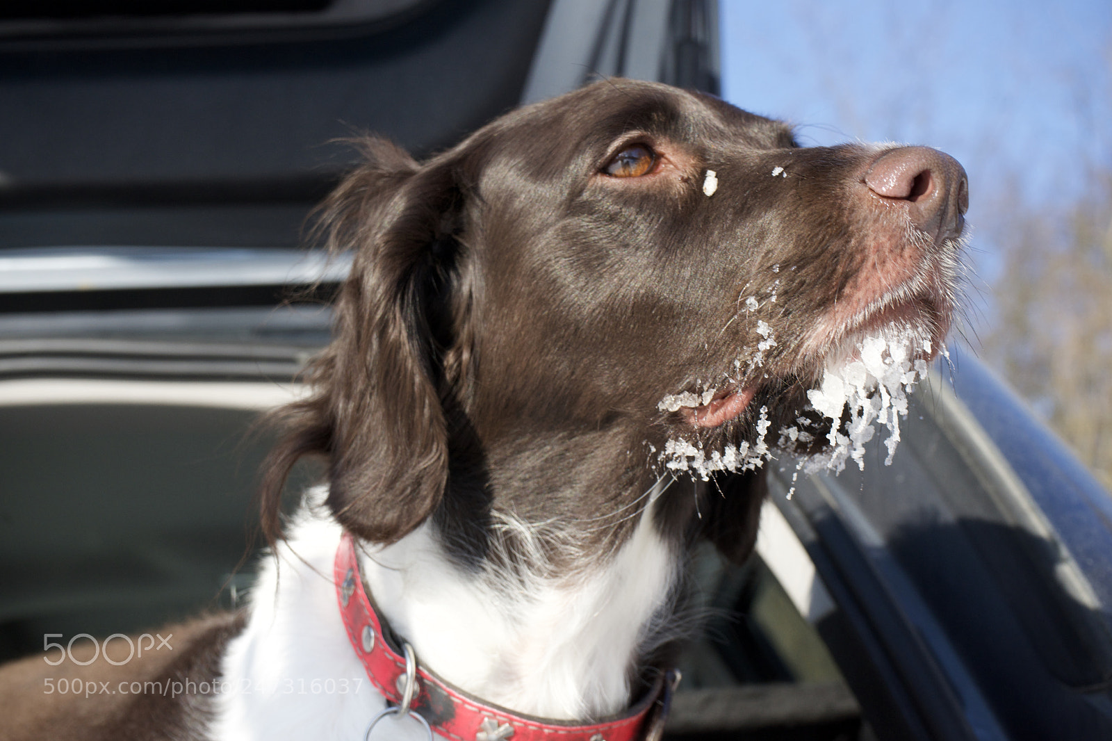 Sony a7 sample photo. Cony frozen photography