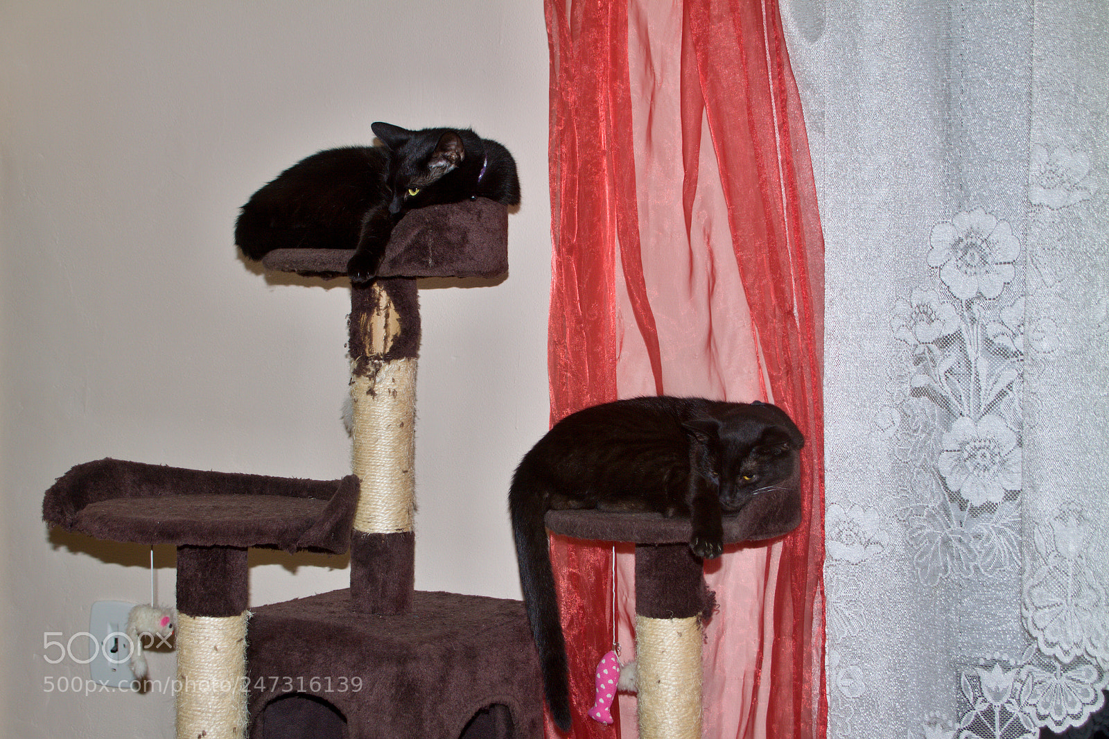 Canon EOS 50D sample photo. Afternoon comfort photography
