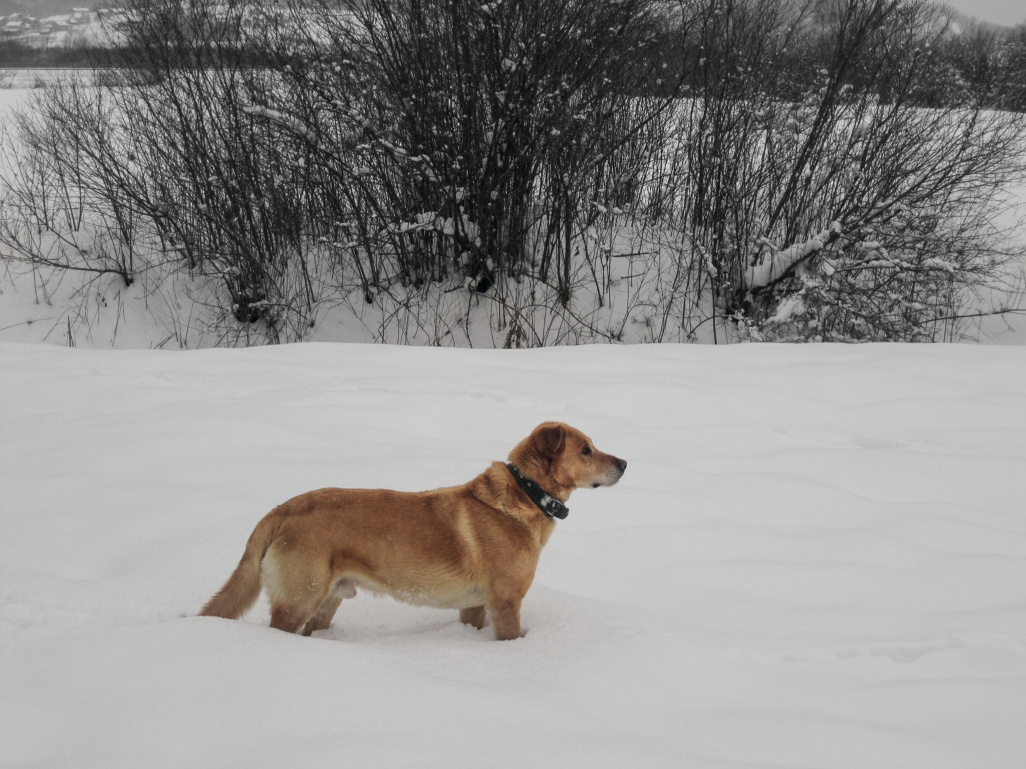 Canon PowerShot A3100 IS sample photo. Dog in snow photography