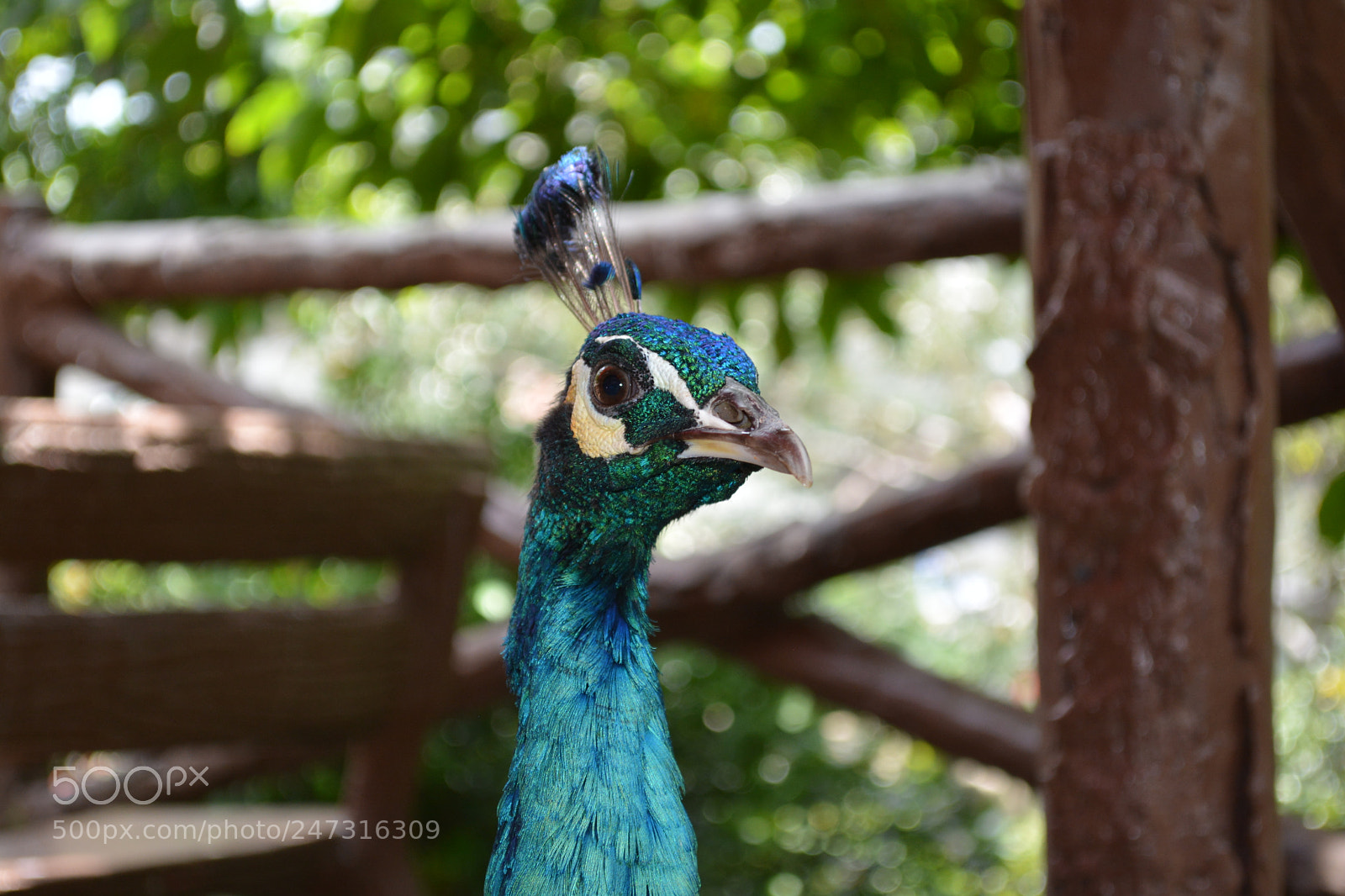 Nikon D5200 sample photo. Close shot photography