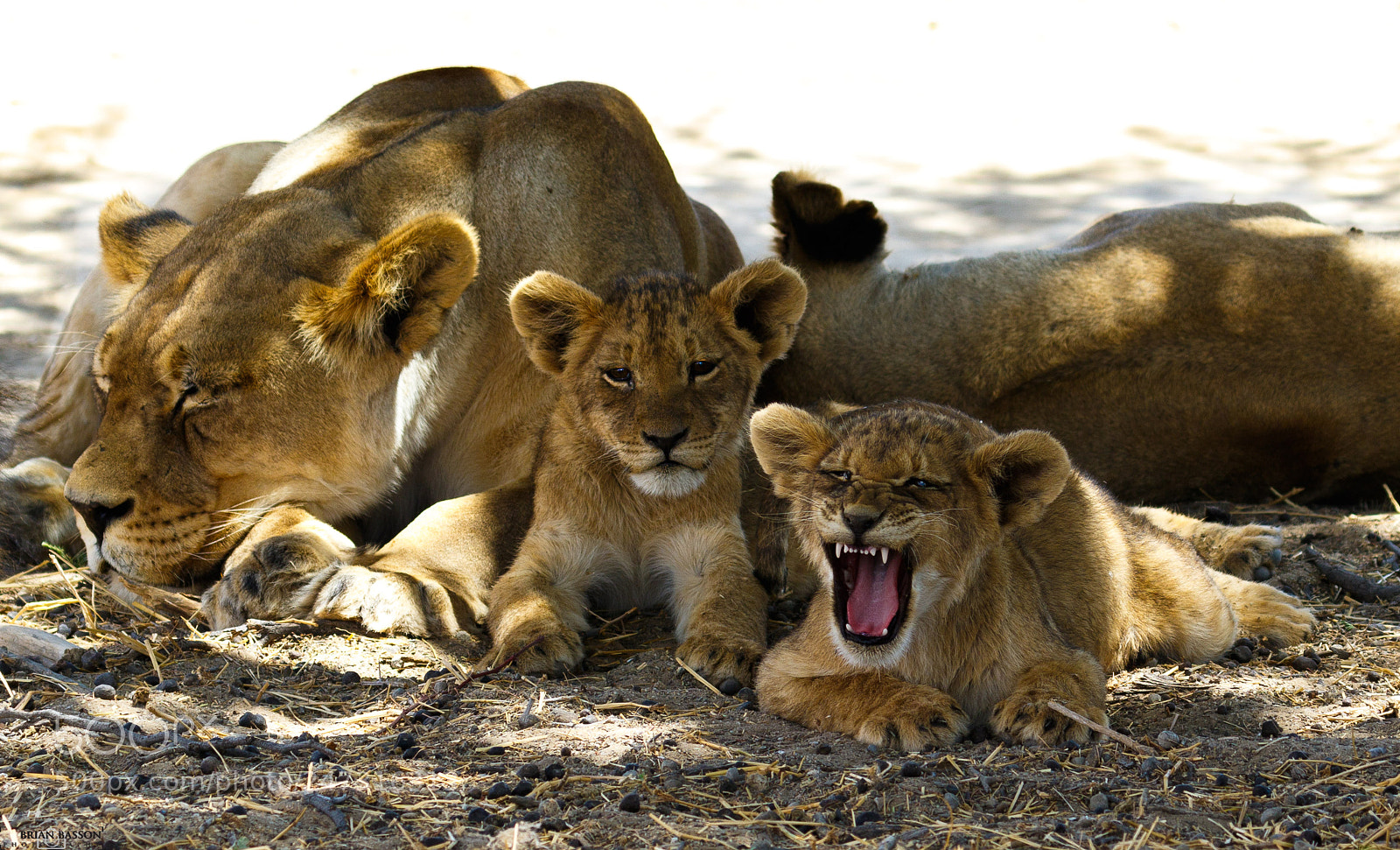 Canon EOS 7D Mark II sample photo. Lion nap time photography
