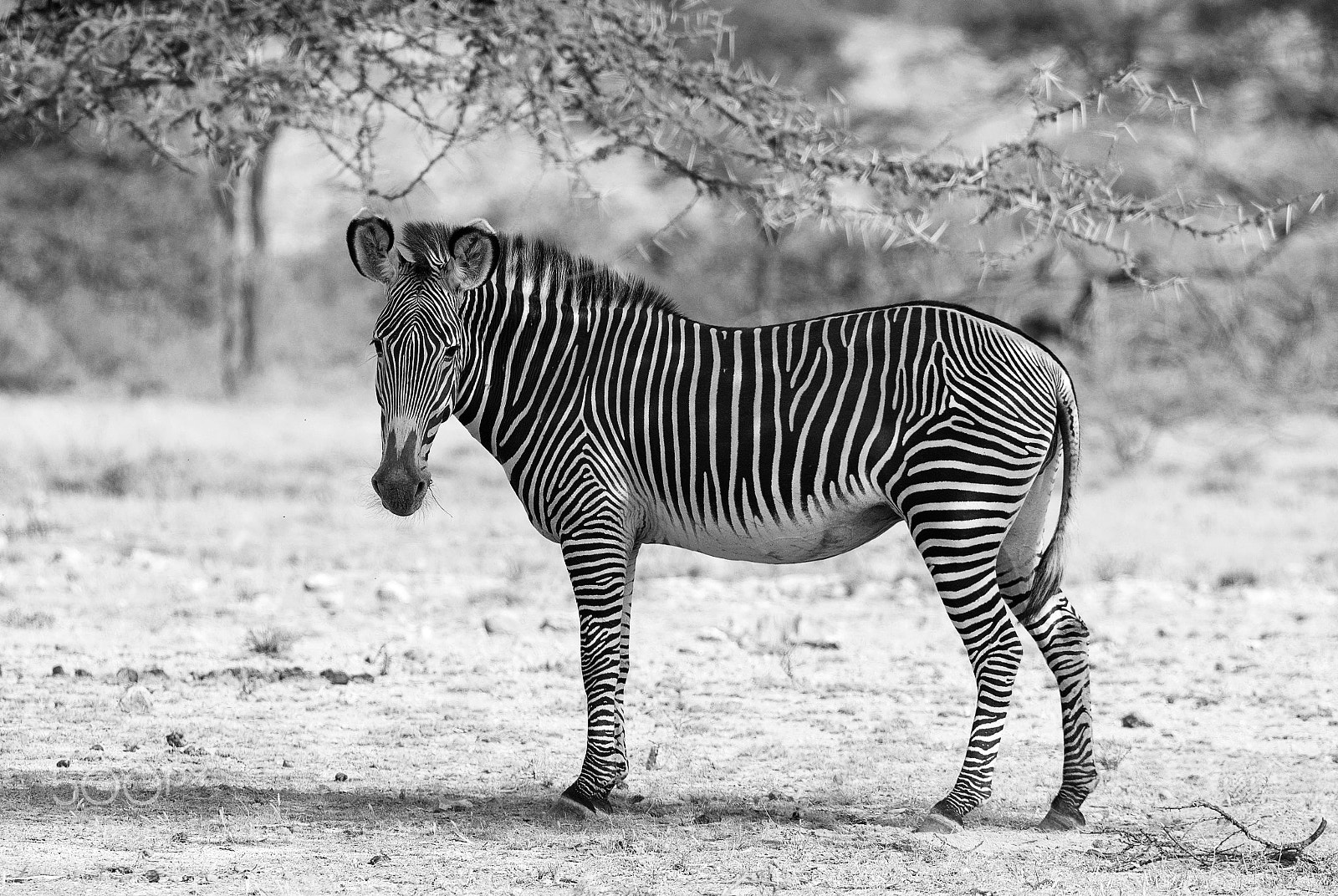 Nikon D500 sample photo. Grevy's zebra photography