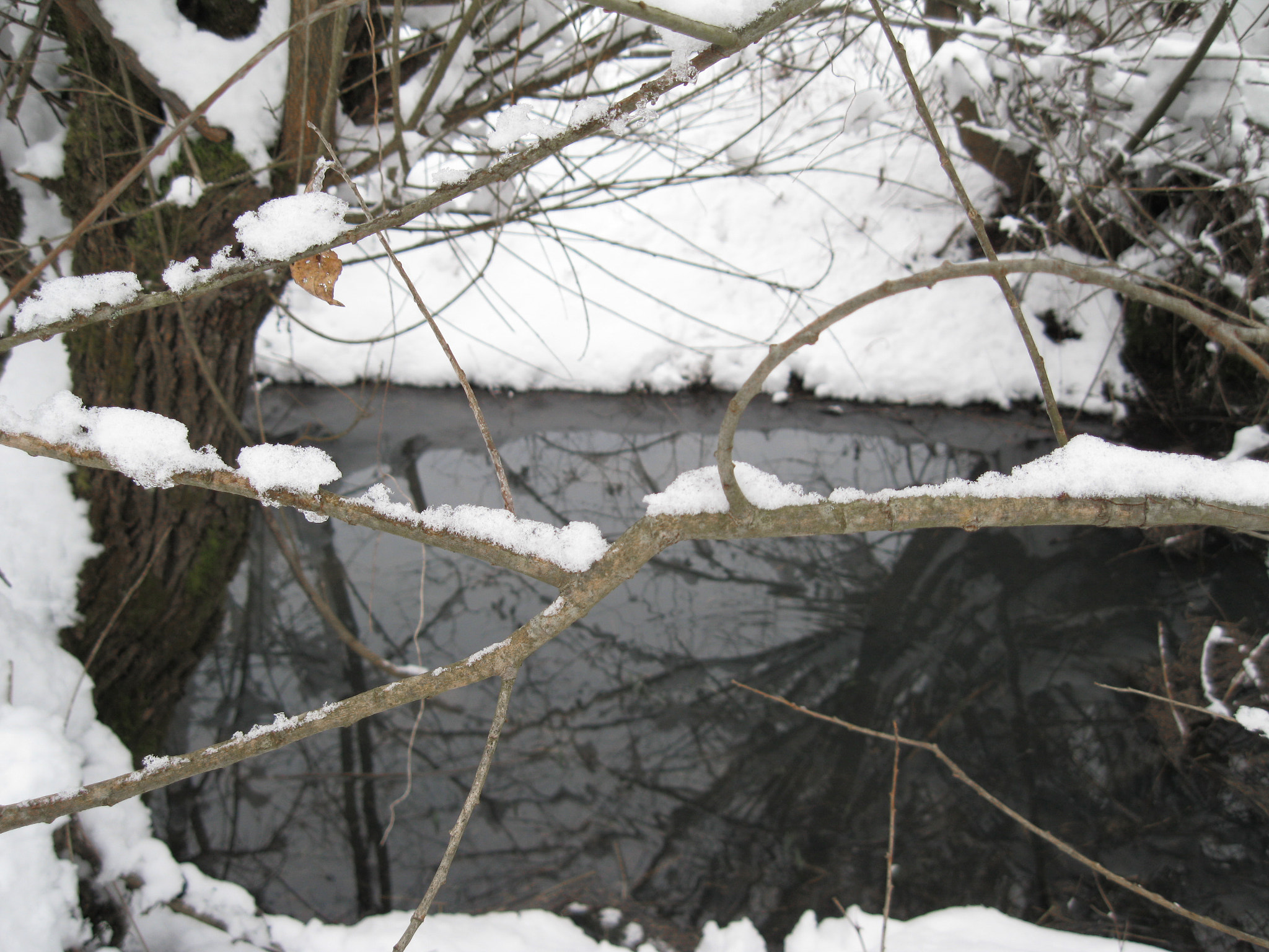 Canon PowerShot A3100 IS sample photo. Snowy branch photography