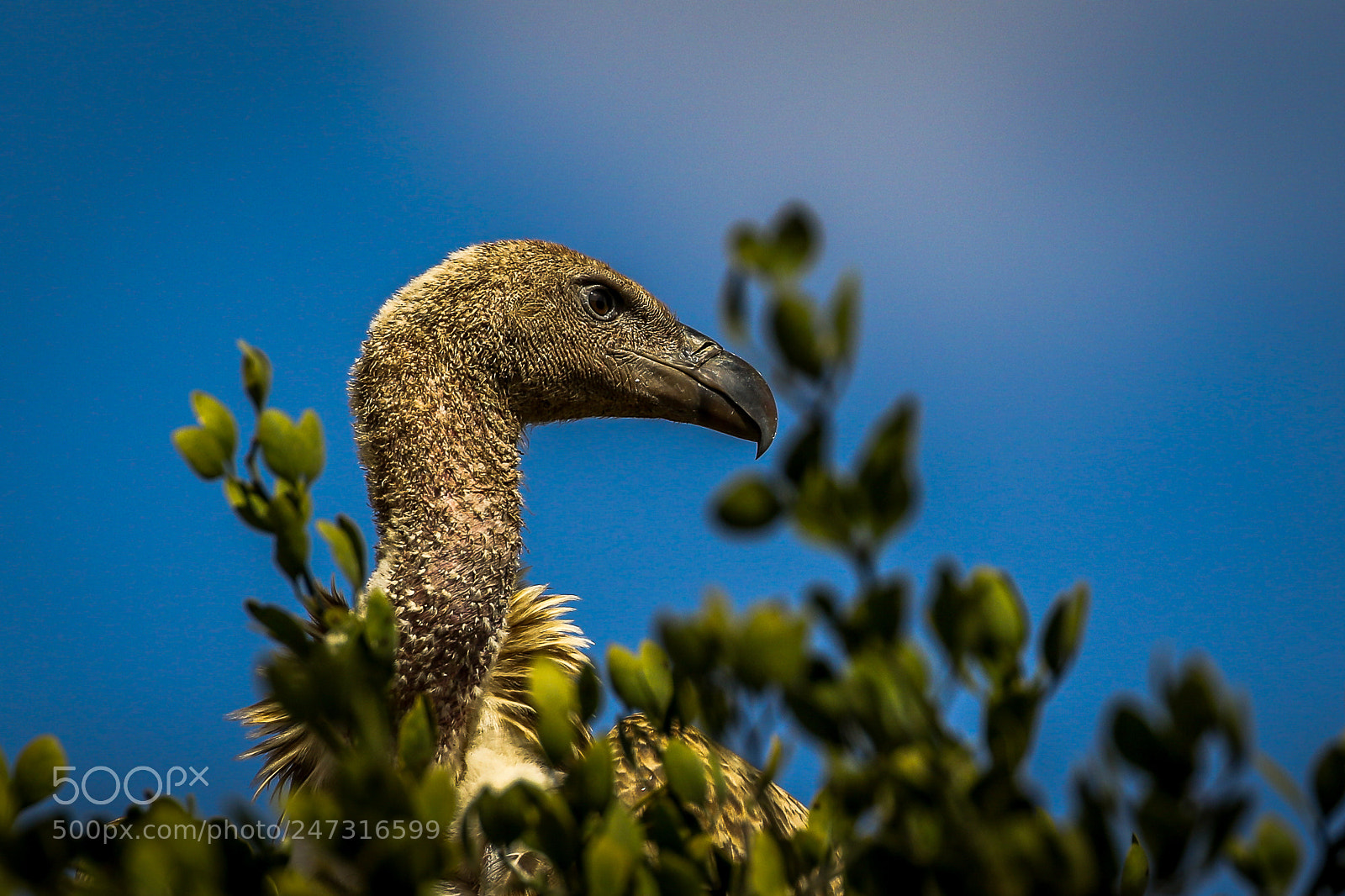 Canon EOS 7D Mark II sample photo. Vulture in the tree photography