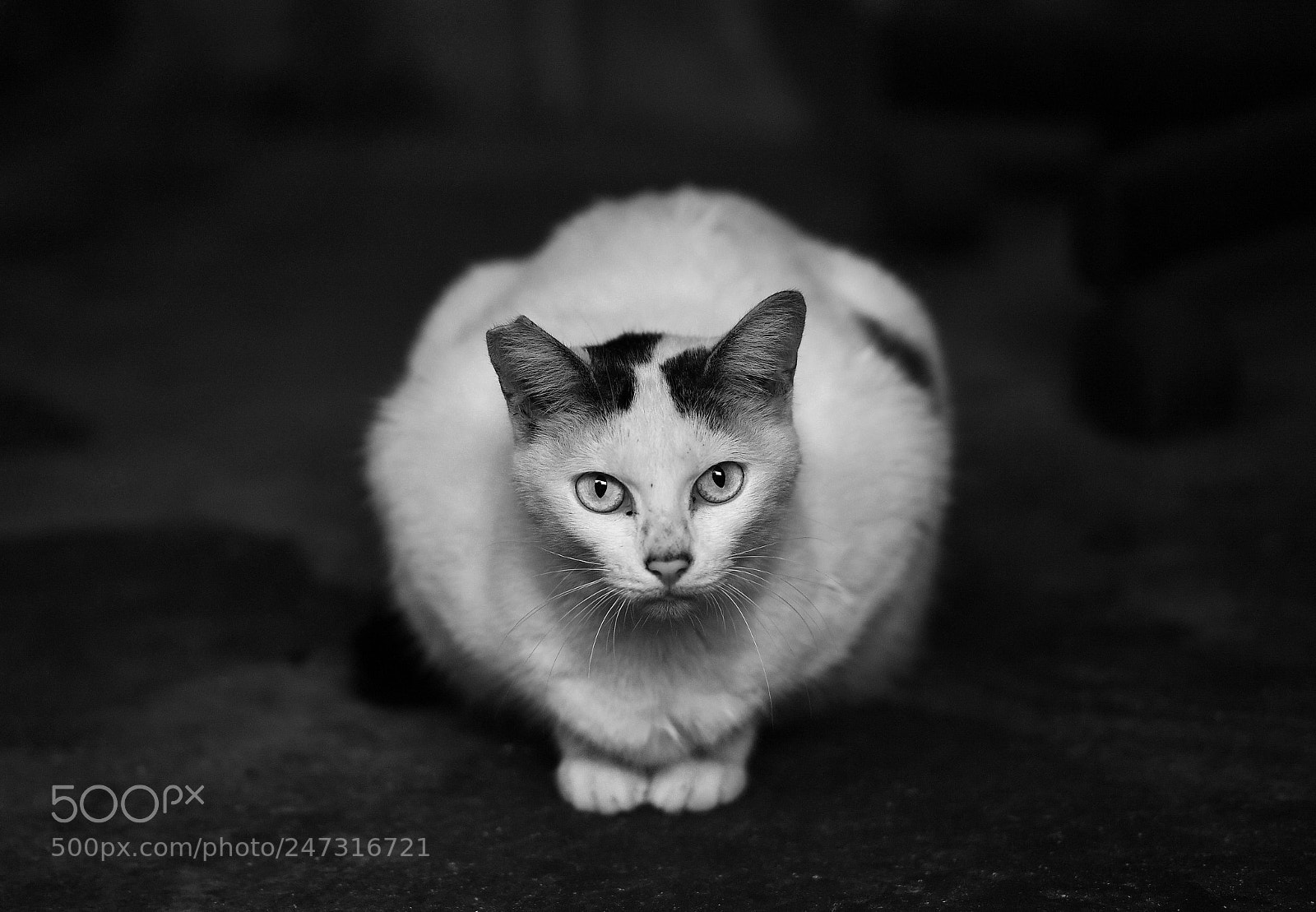 Nikon D5 sample photo. Cat photography