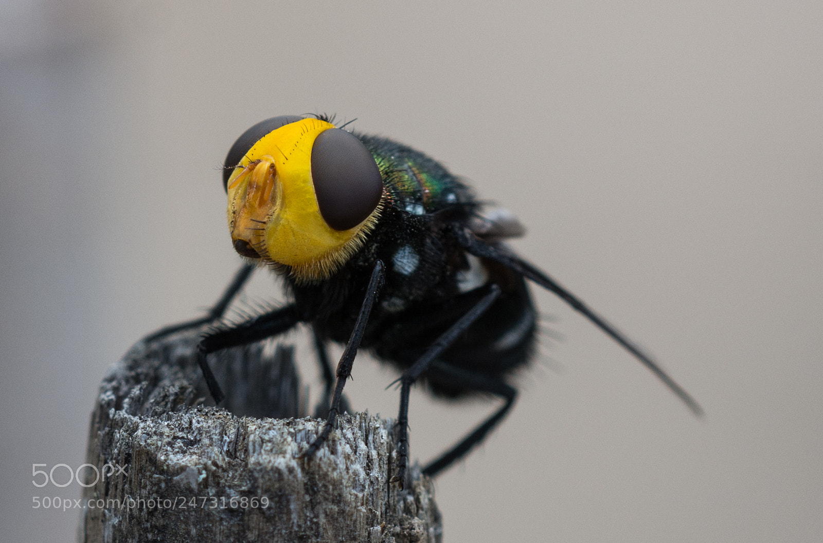 Nikon D7100 sample photo. Snail parasite blowfly photography