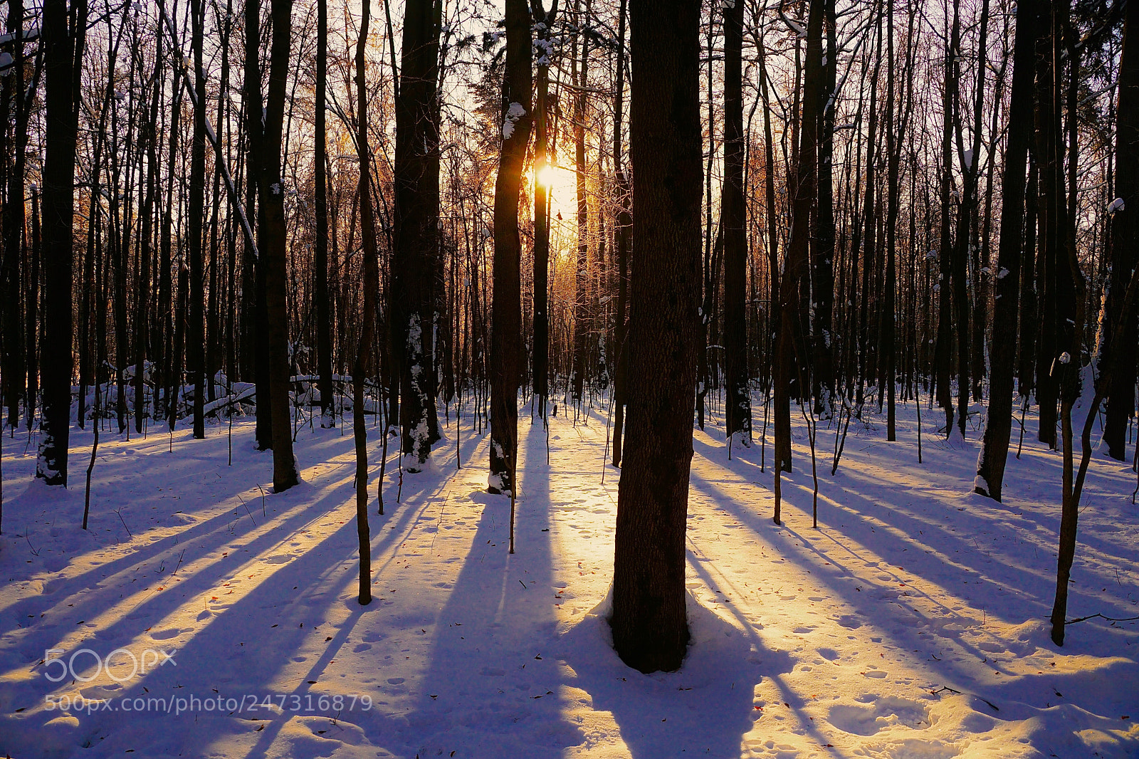 Sony ILCA-77M2 sample photo. Winter morning photography
