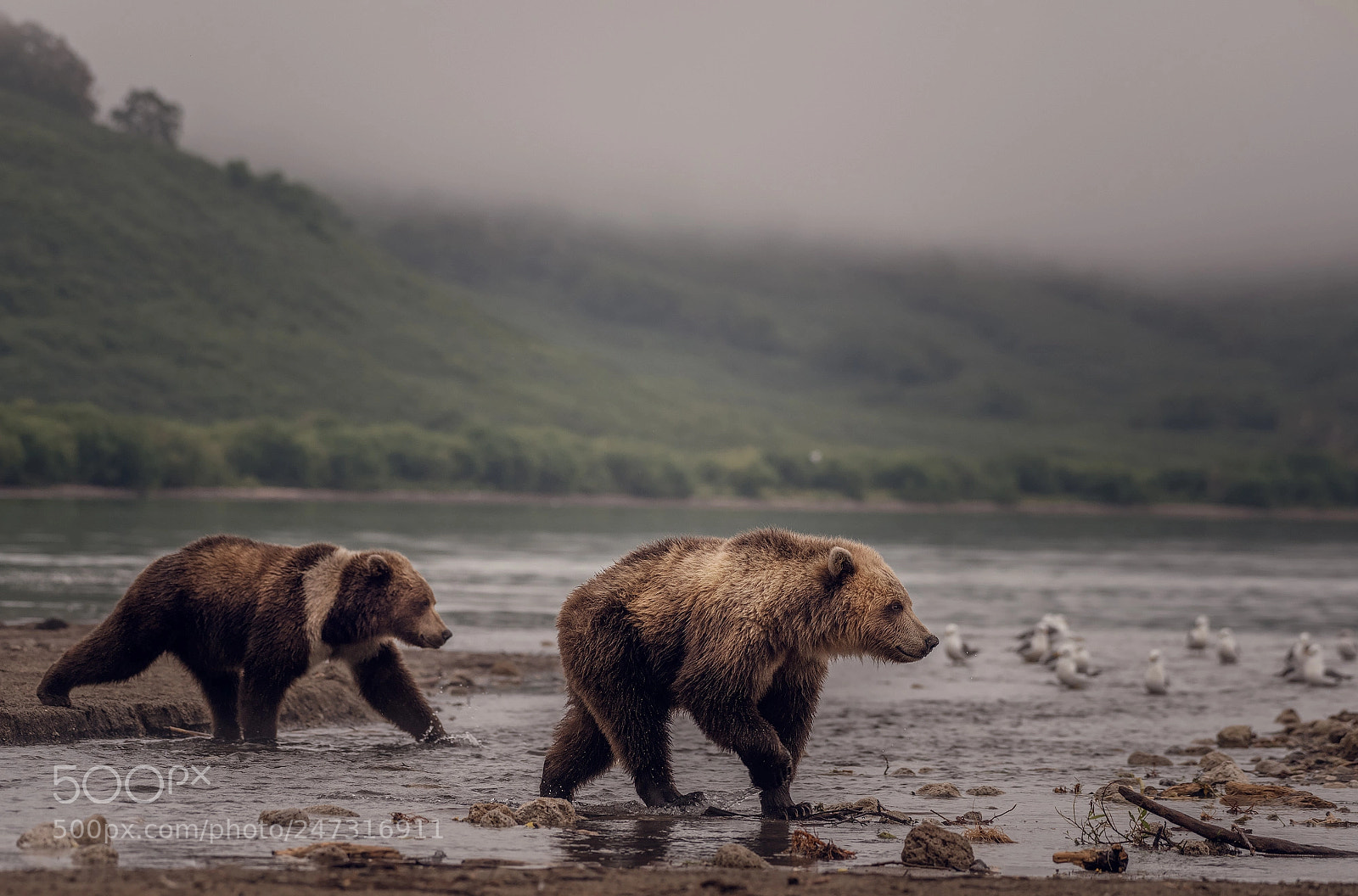 Nikon D810 sample photo. In the mist photography