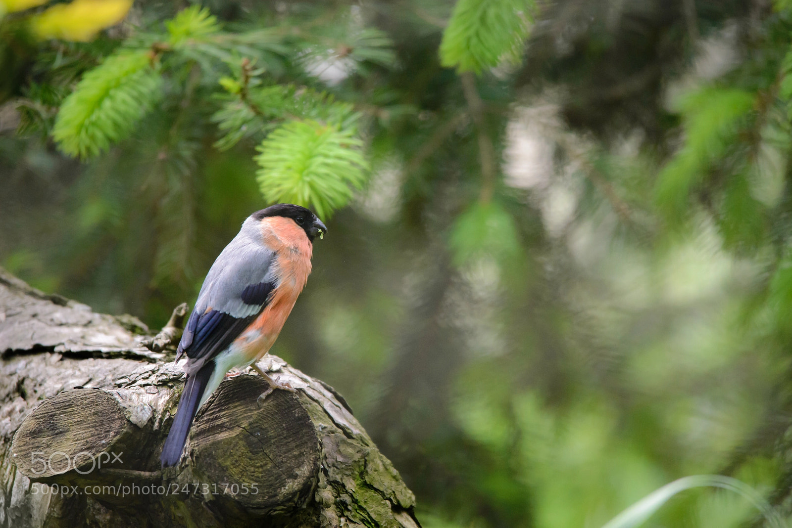 Nikon D600 sample photo. Eurasian bullfinch photography