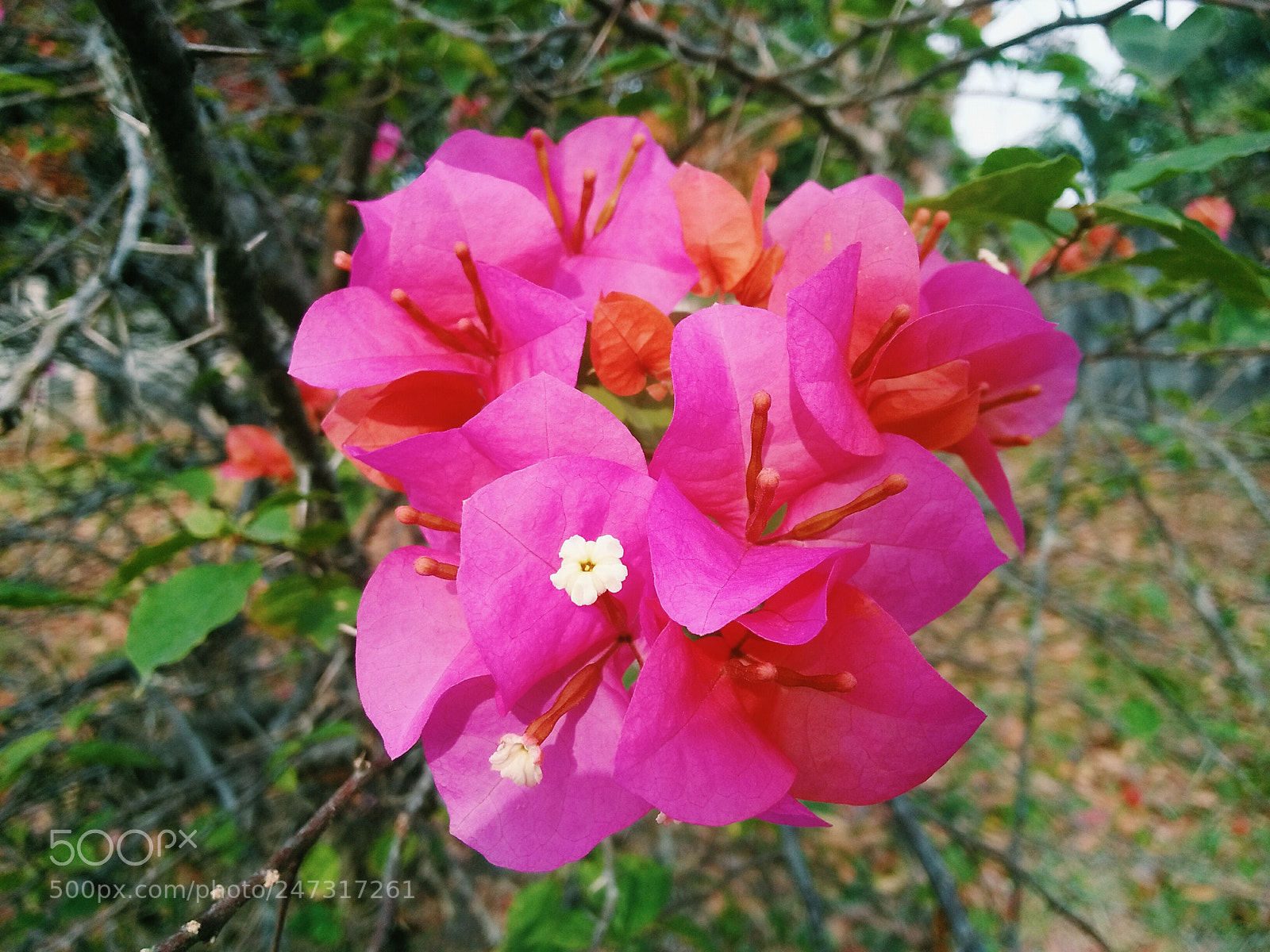 OPPO A37fw-International sample photo. Bougainvillea photography