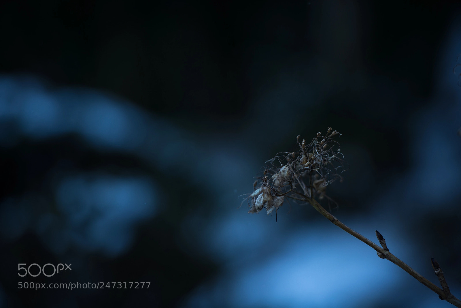Nikon D600 sample photo. Hydrangea photography