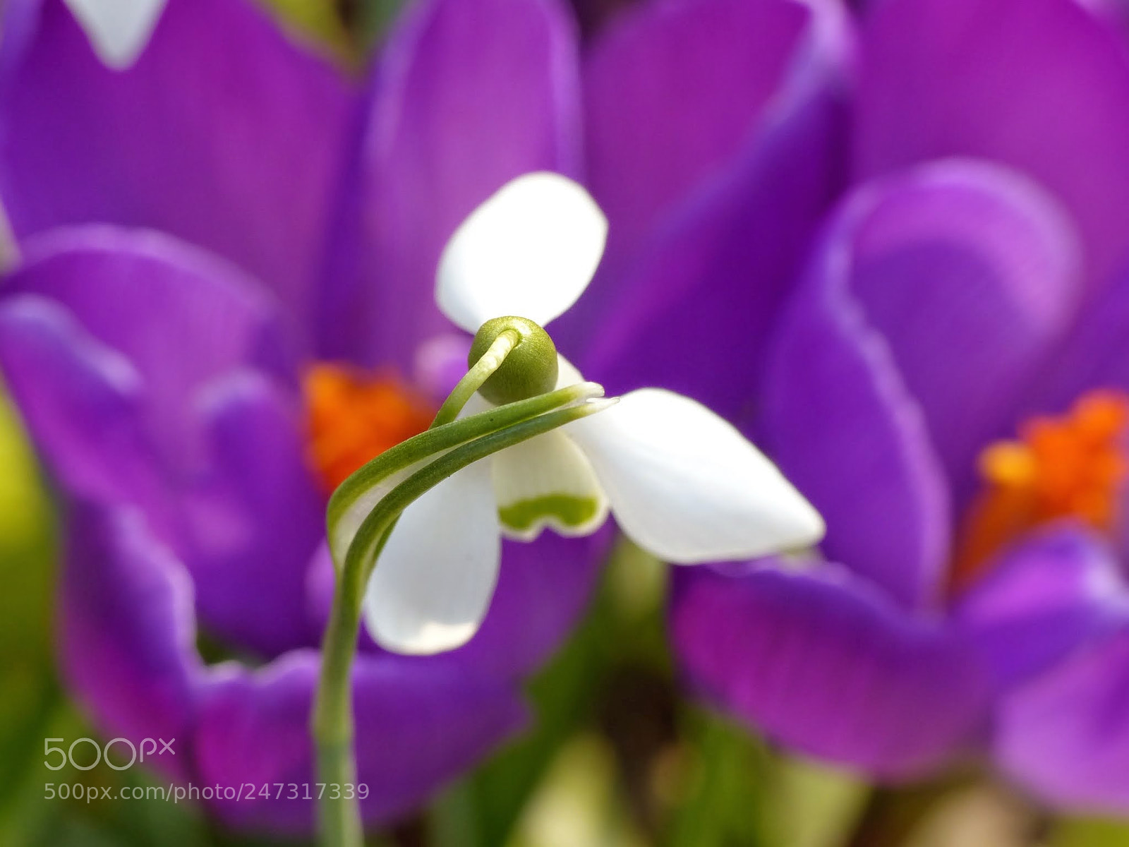 Panasonic Lumix DMC-FZ200 sample photo. Macro photography