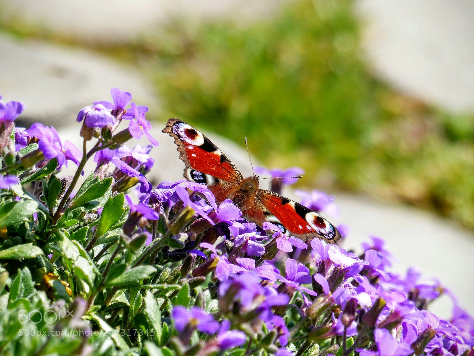 Panasonic Lumix DMC-FZ200 sample photo. Butterfly photography
