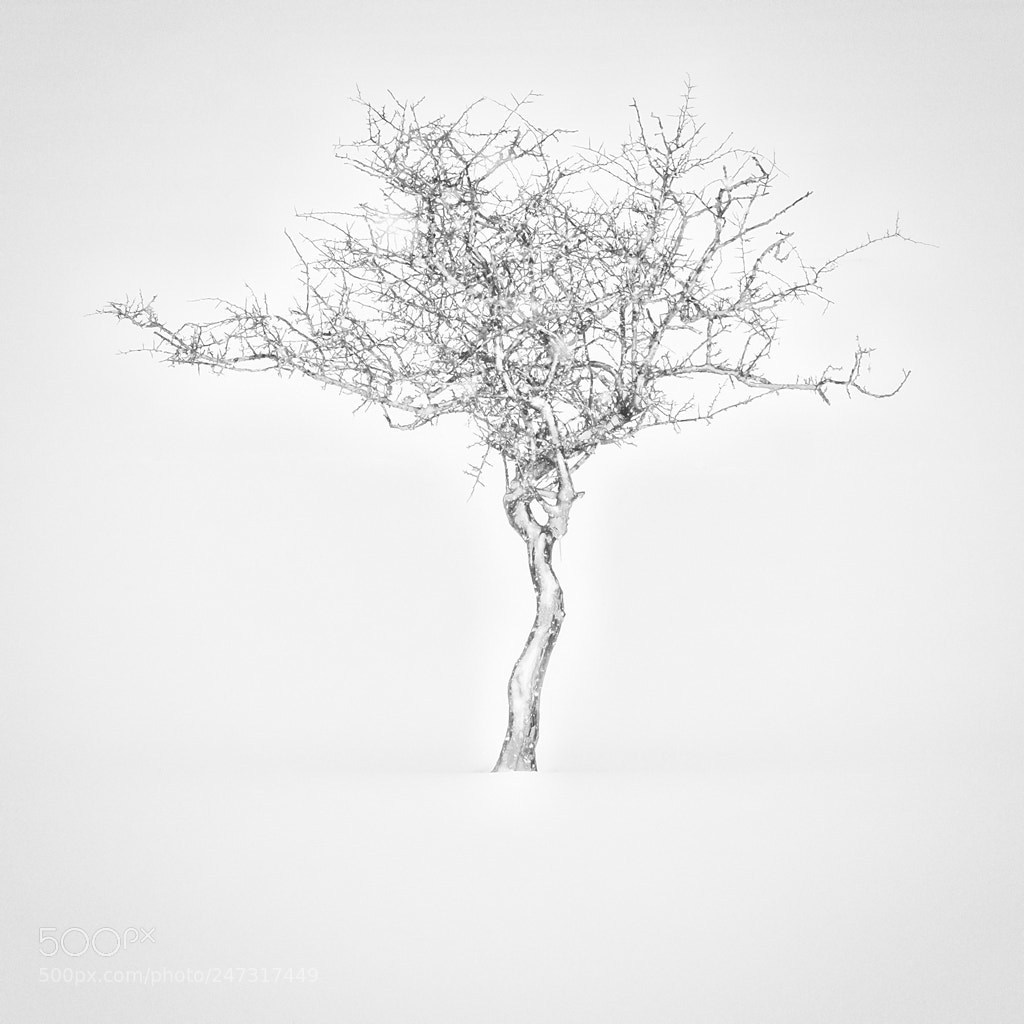 Nikon D800 sample photo. Arboles photography