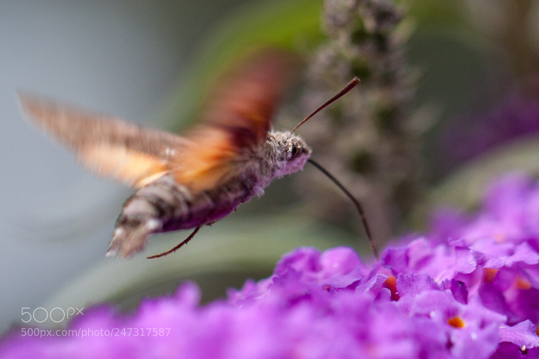 Canon EOS 40D sample photo. Butterfly sphinx photography