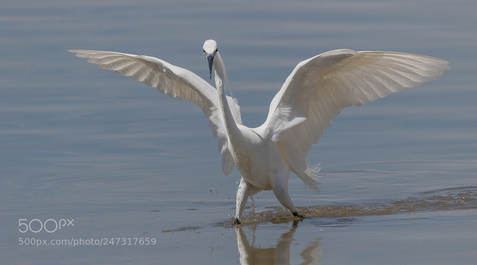 Canon EOS 7D Mark II sample photo. Seidenreiher photography