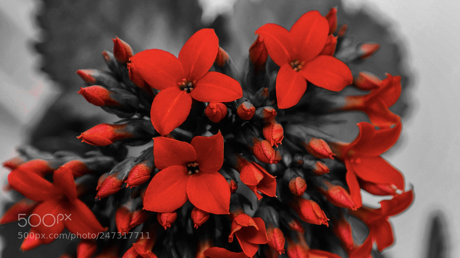 Samsung NX300 sample photo. Red hot photography