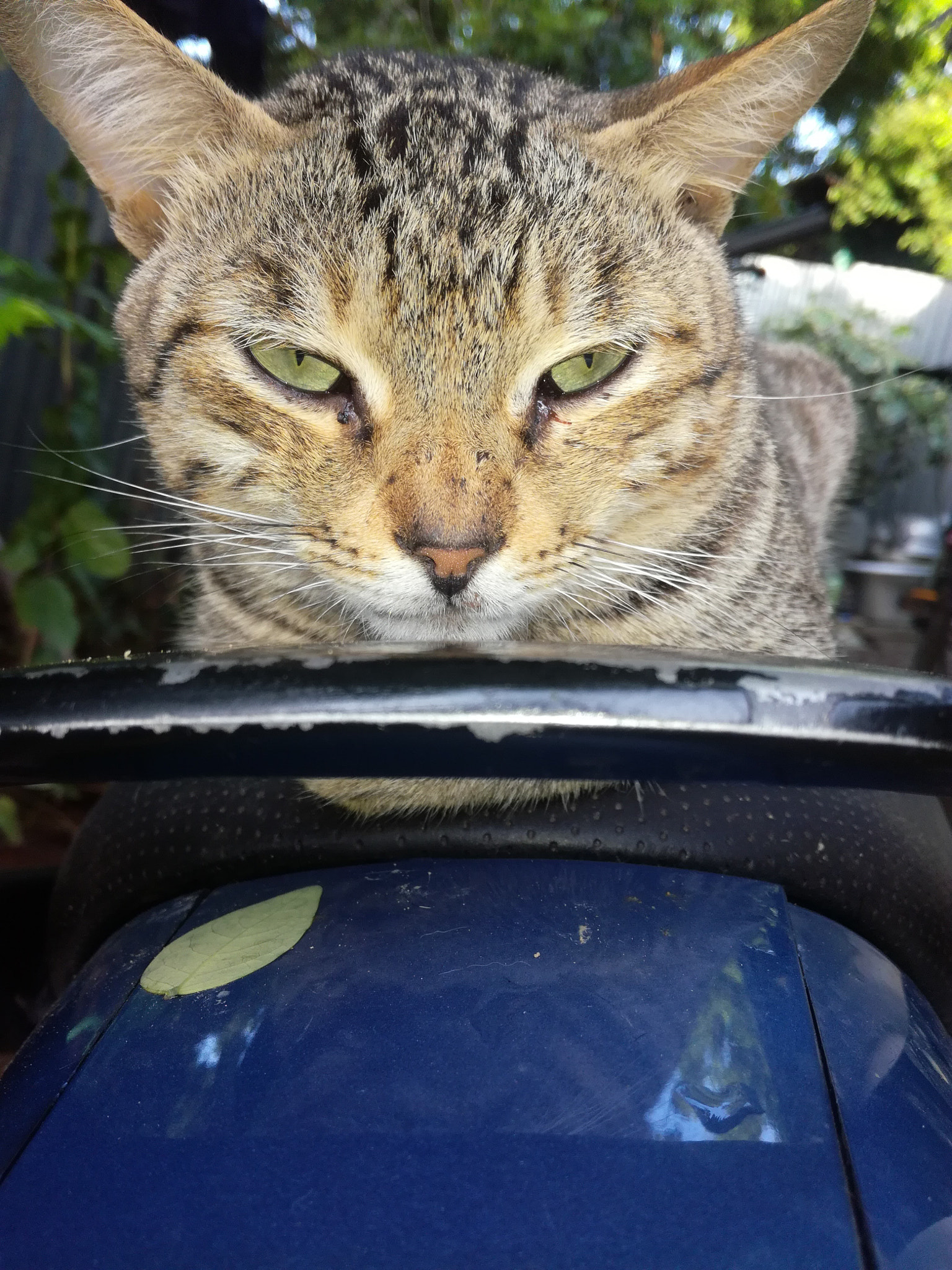 HUAWEI Honor 5C sample photo