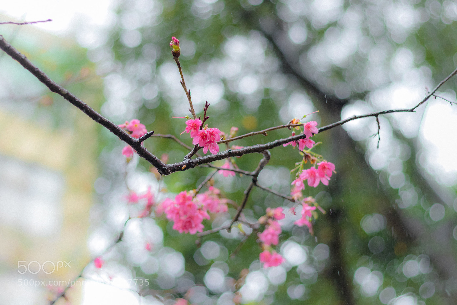 Canon EOS 80D sample photo. *** photography