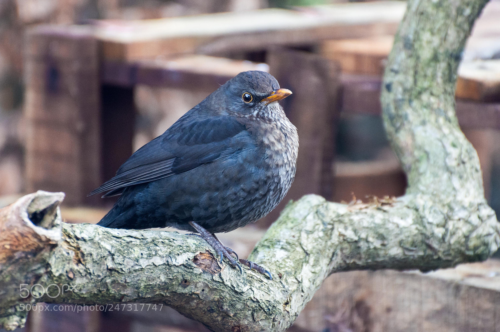 Nikon D7200 sample photo. Female blackbird photography