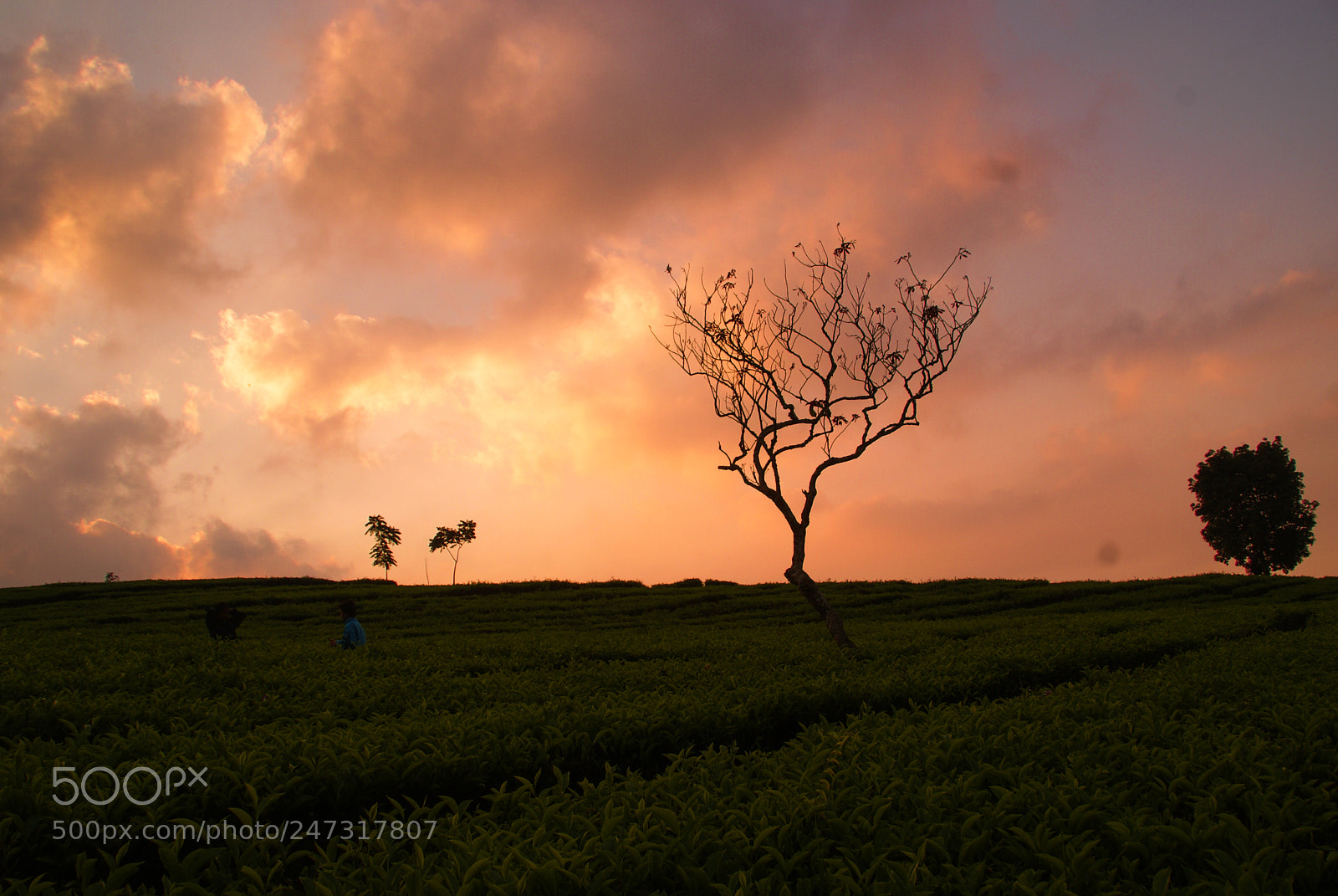 Sony Alpha DSLR-A200 sample photo. Sunset in the tea photography