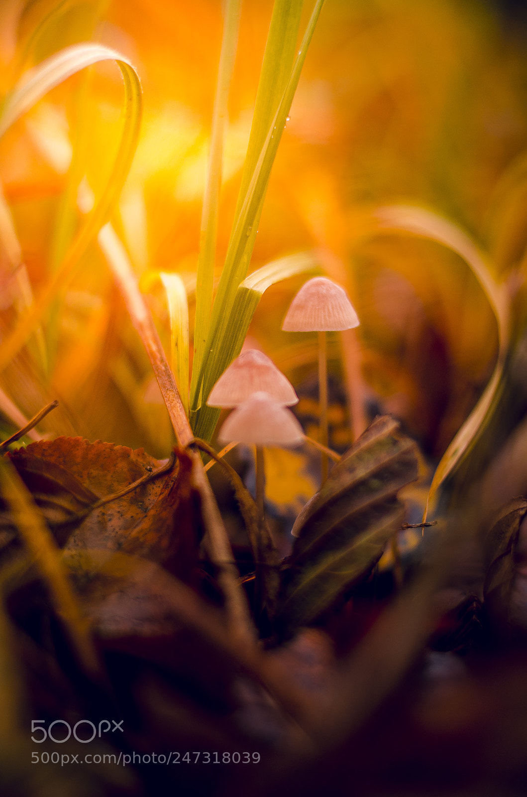 Nikon D5100 sample photo. Fabulous world of mushrooms photography