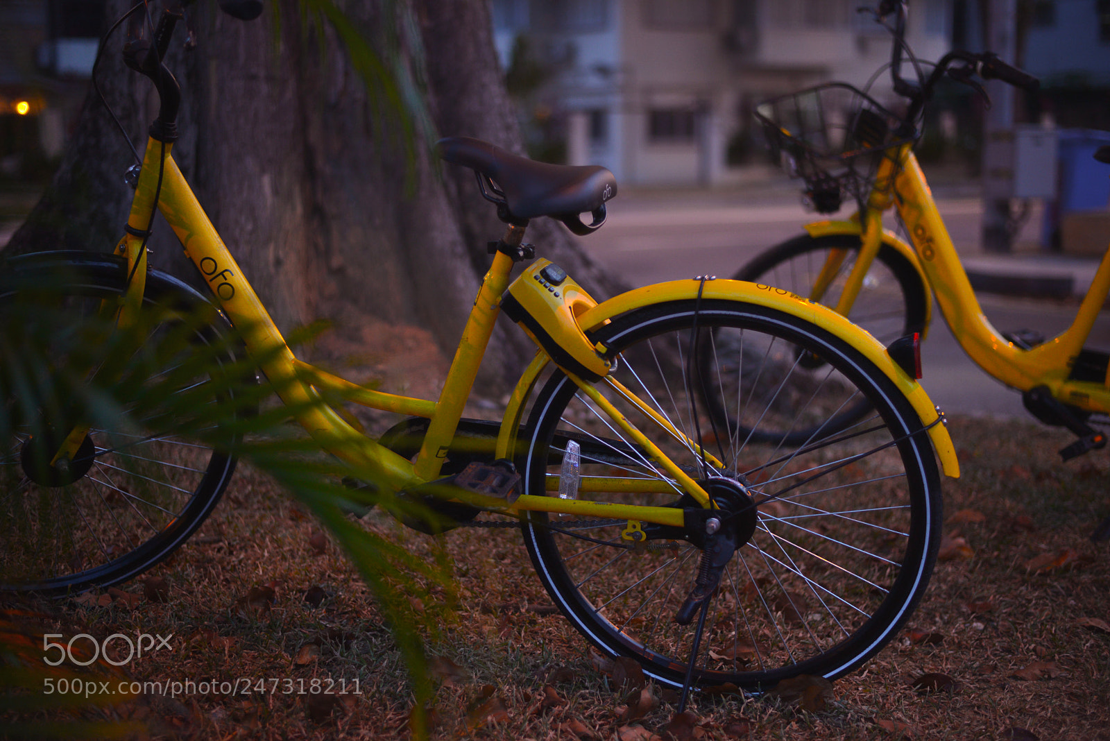Nikon D610 sample photo. Ofo ride-sharing bike photography
