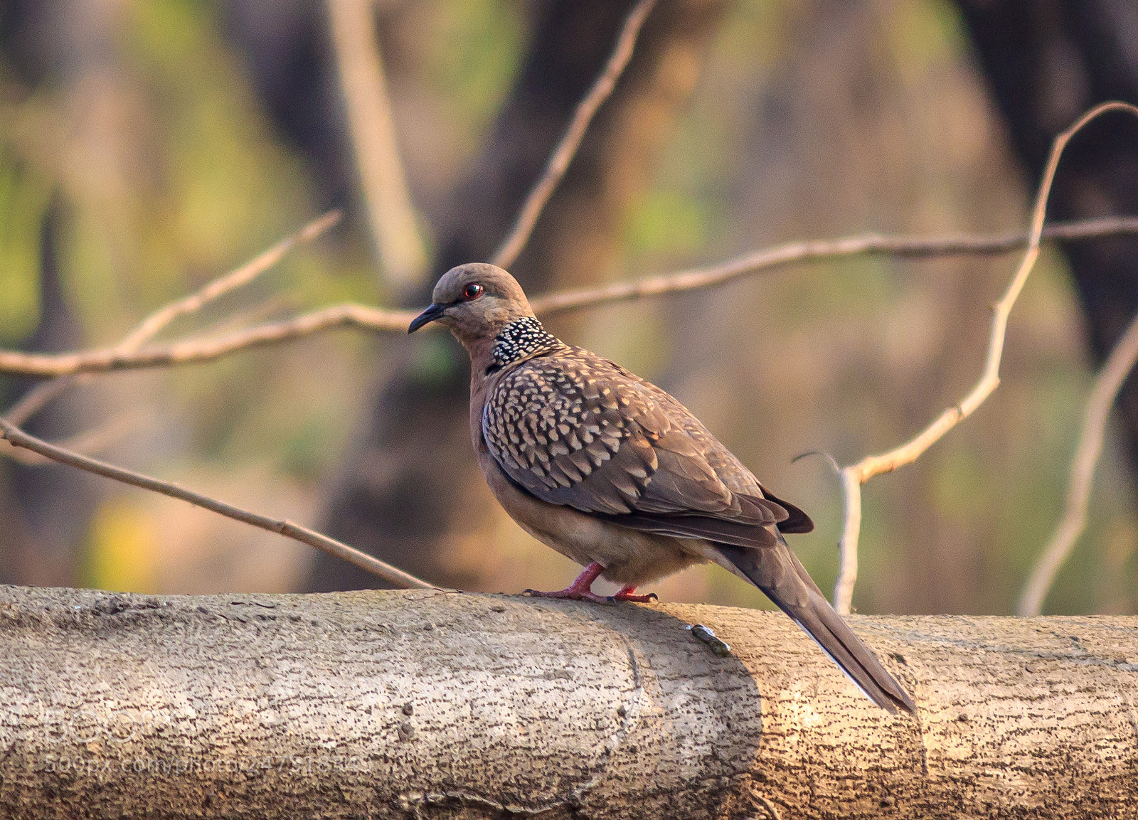 Canon EOS 600D (Rebel EOS T3i / EOS Kiss X5) sample photo. Spotted dove photography