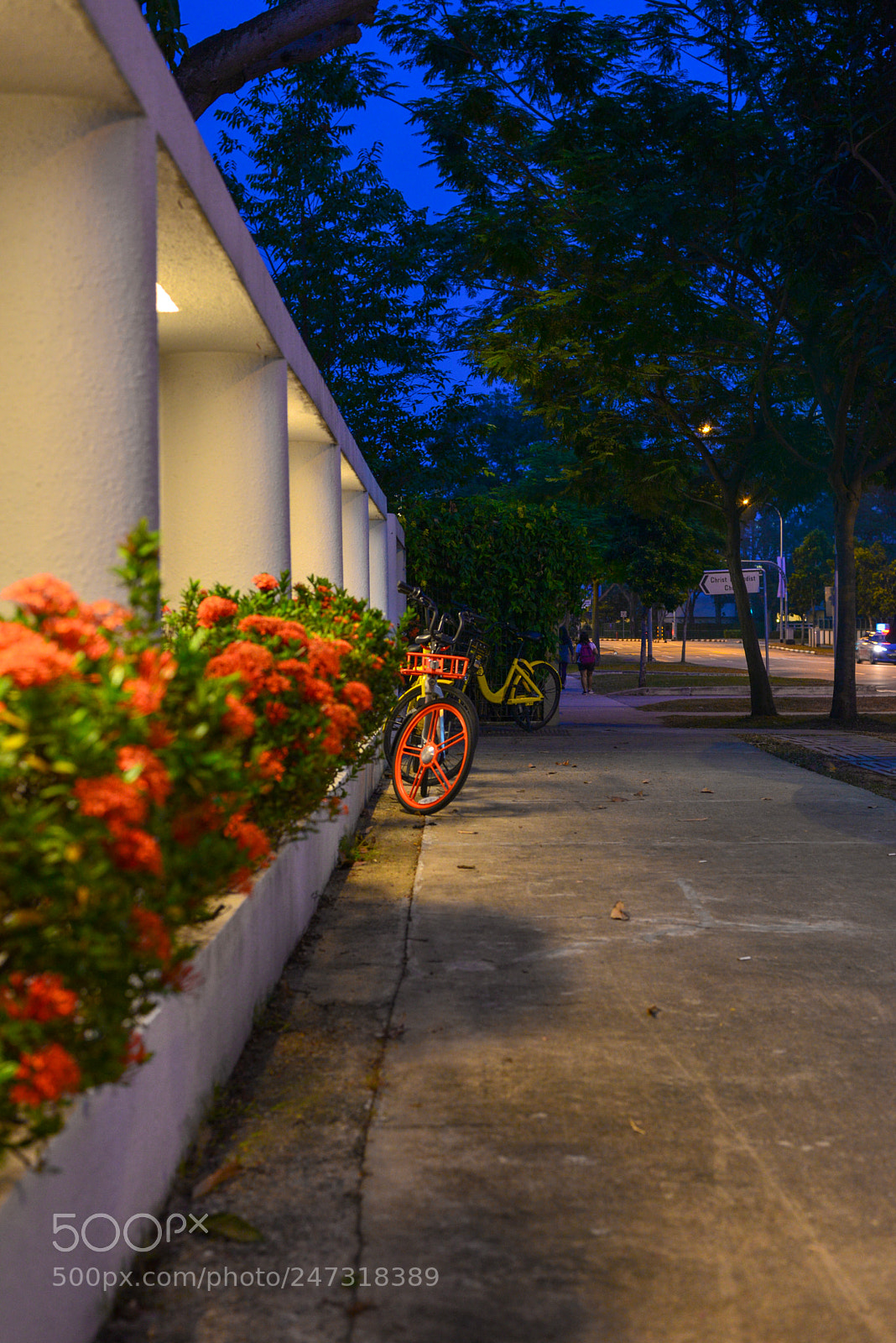 Nikon D610 sample photo. Ofo and mobike photography