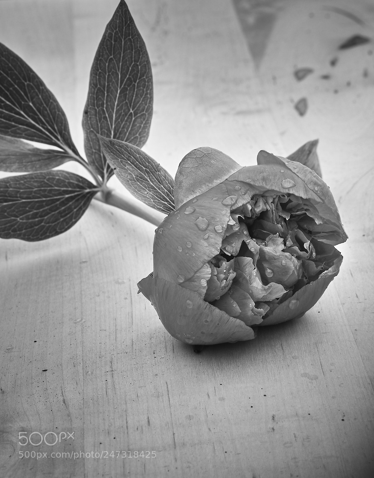 Olympus OM-D E-M5 sample photo. Peony photography