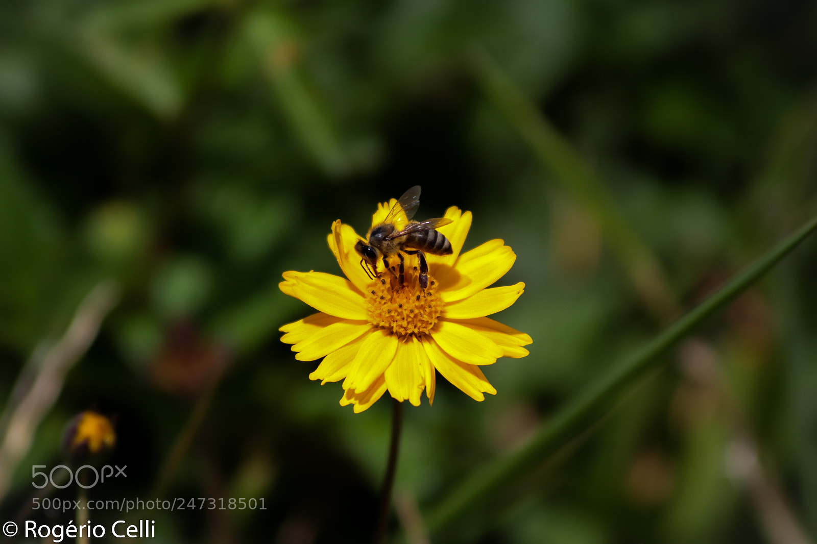 Canon EOS 7D sample photo. Nature vibes photography