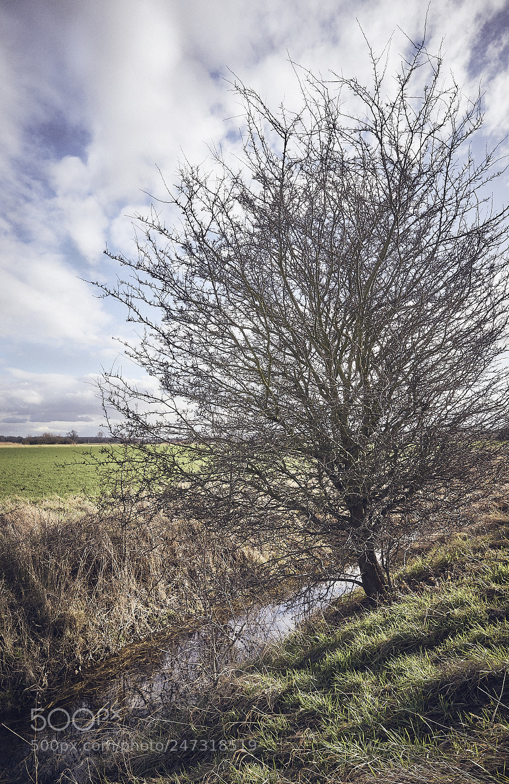Sony a7 II sample photo. S.h.a.l.l.o.w photography