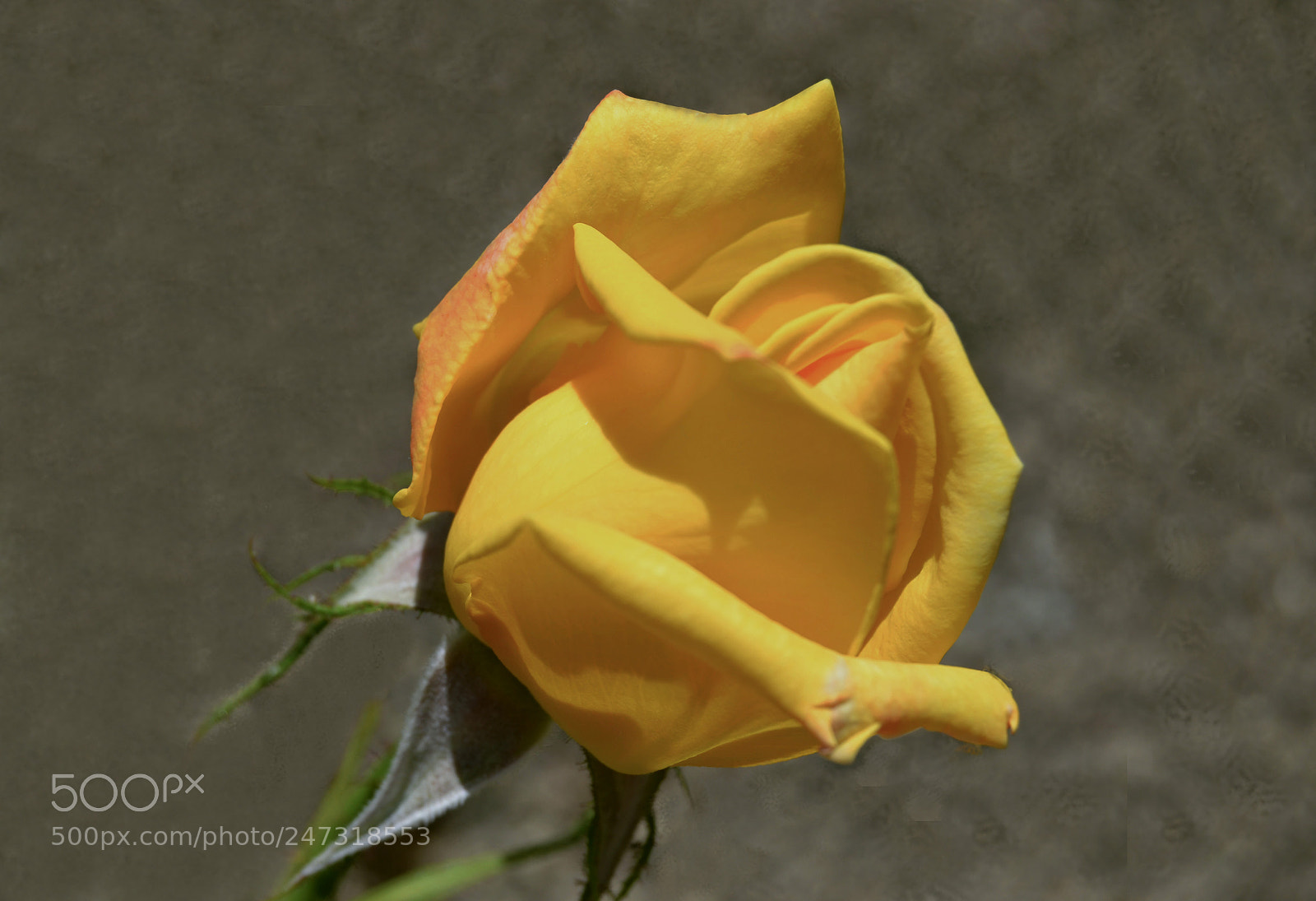 Nikon D3100 sample photo. Rosa amarilla photography