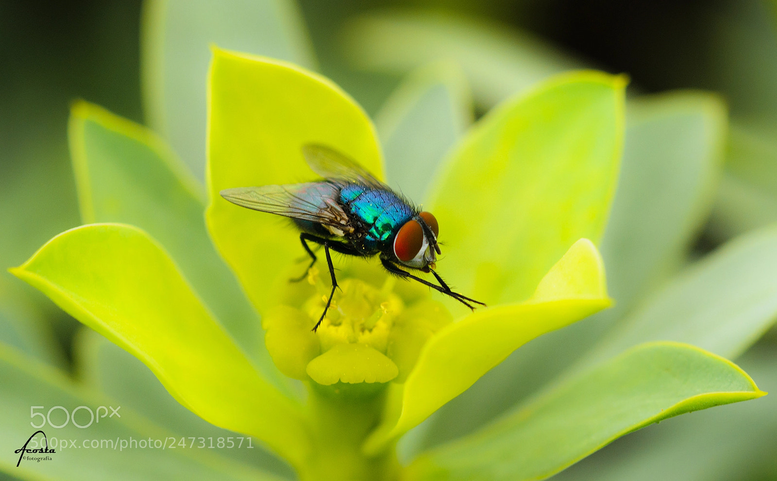 Nikon D5000 sample photo. Green fly photography