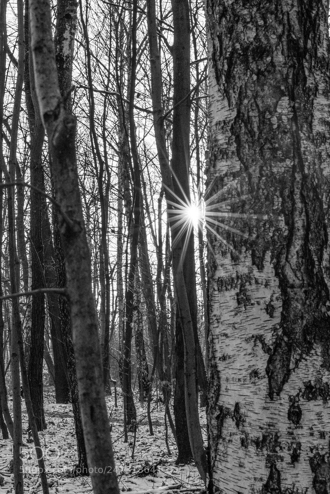 Nikon D610 sample photo. Woodland photography