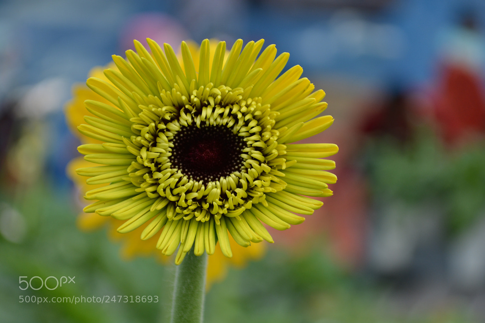 Nikon D5200 sample photo. Flower photography