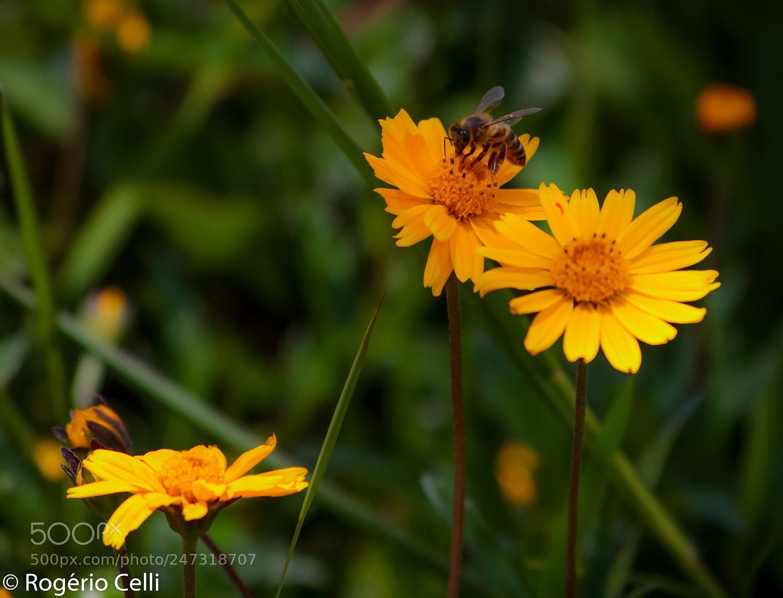 Canon EOS 7D sample photo. Nature vibes photography