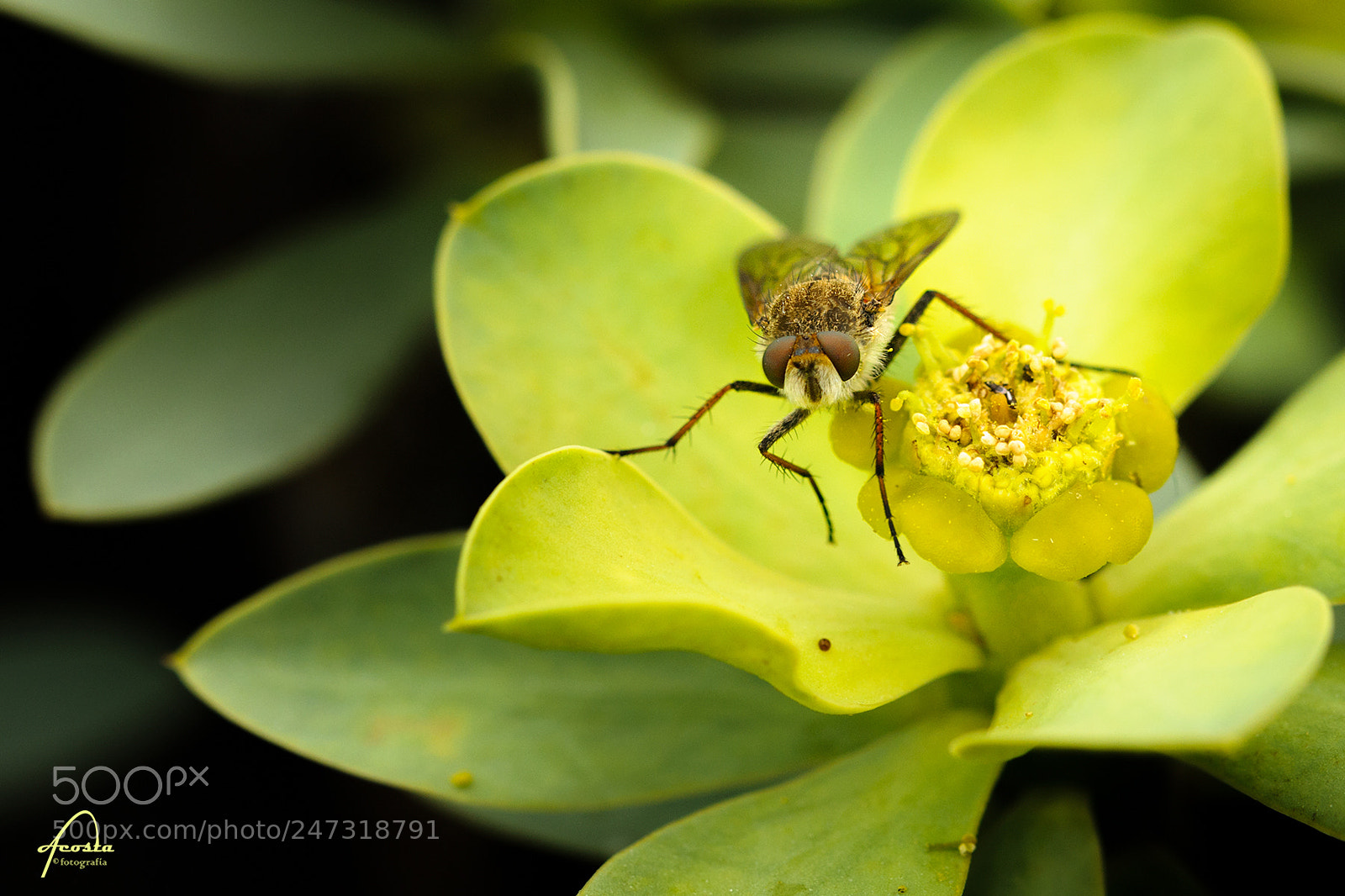 Nikon D5000 sample photo. Insect over tabaiba photography