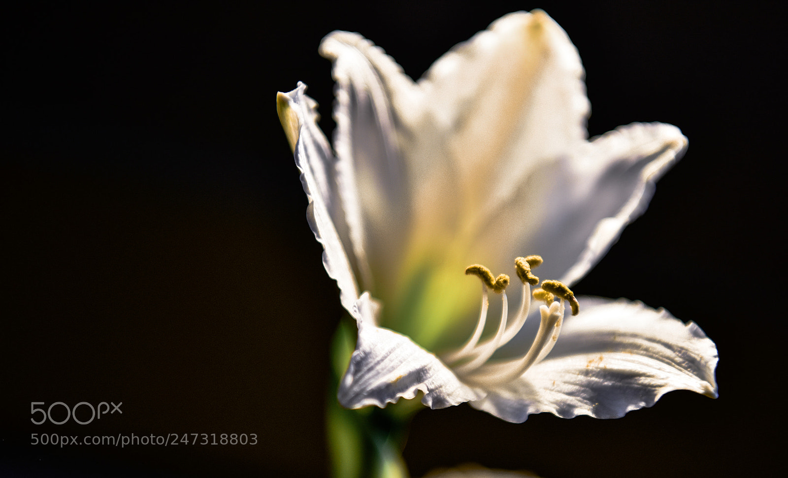 Nikon D810 sample photo. It's a rainy day photography