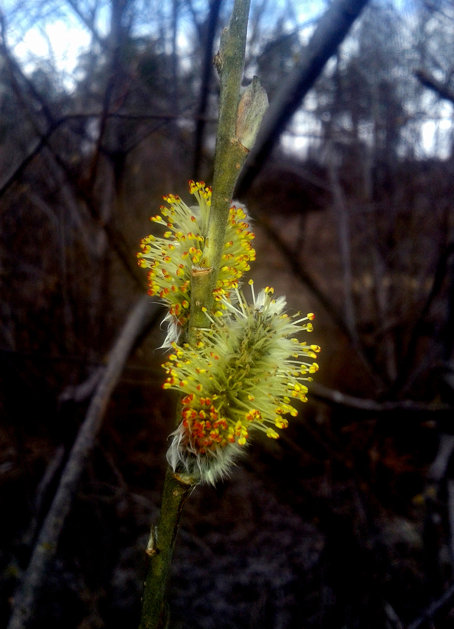 Samsung Galaxy S DUOS sample photo. Breath of spring photography