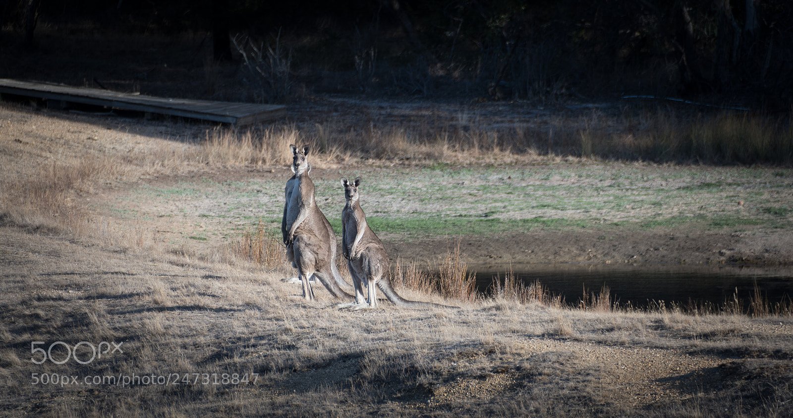 Nikon D500 sample photo. Kangaroos photography