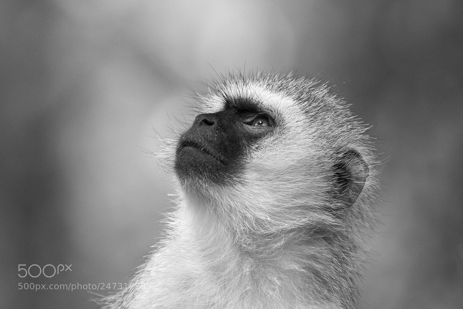 Canon EOS 7D Mark II sample photo. Vervet monkey photography