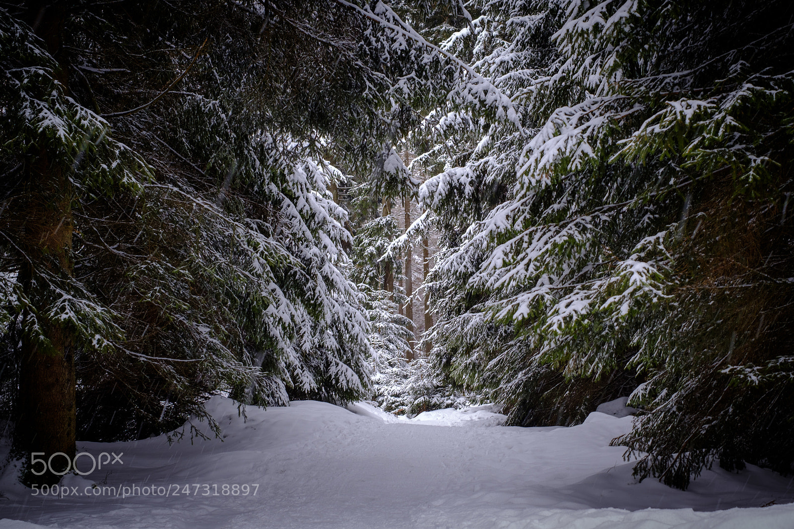 Fujifilm X-T20 sample photo. Verschneiter wald am brockenweg photography