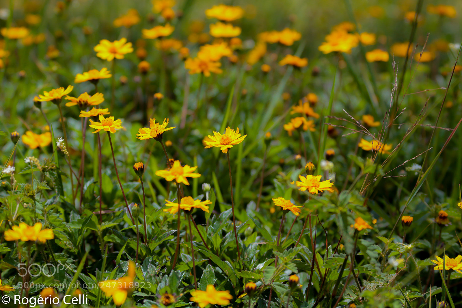 Canon EOS 7D sample photo. Field of flowers photography