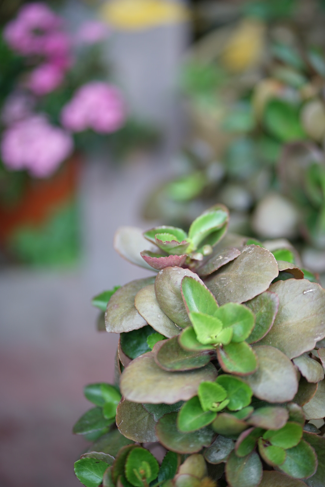 ZEISS Batis 85mm F1.8 sample photo