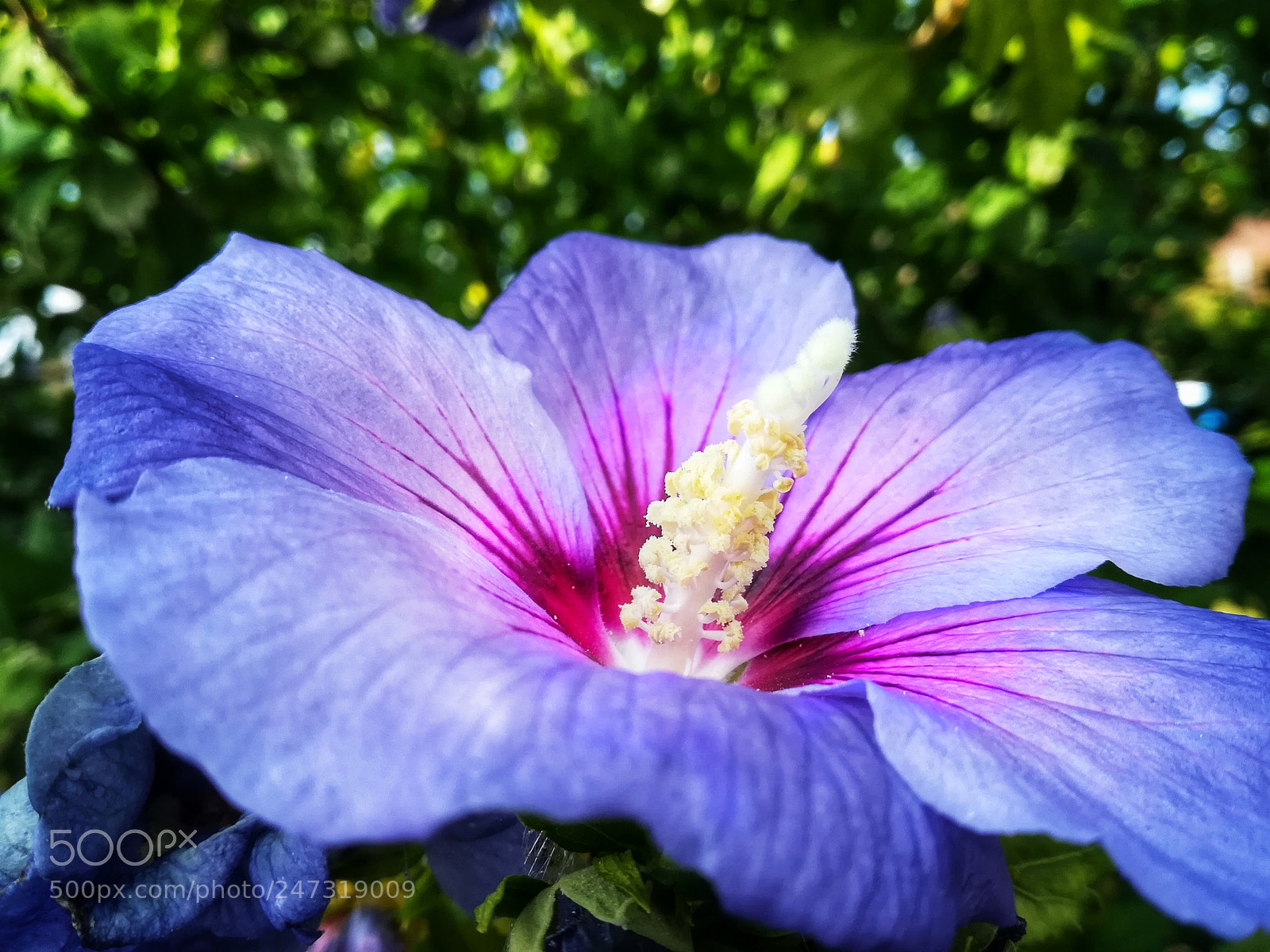 HUAWEI P10 lite sample photo. Butiful flower photography