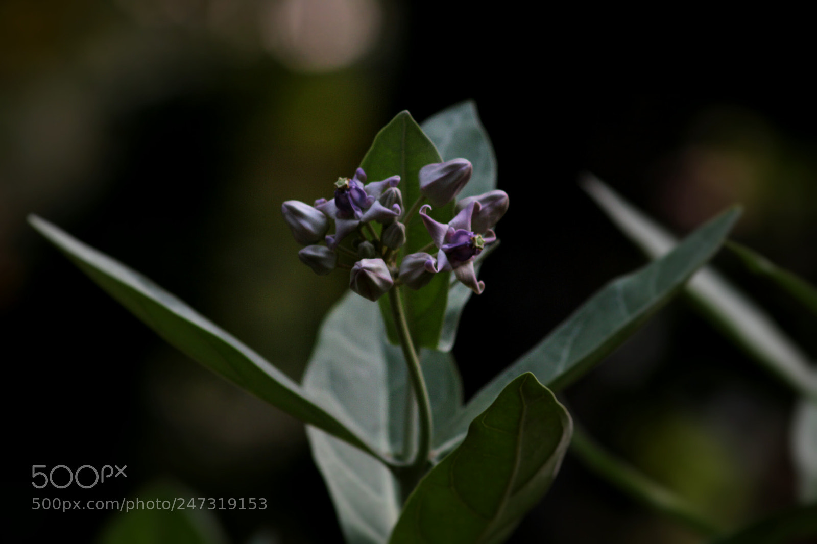 Canon EOS 1300D (EOS Rebel T6 / EOS Kiss X80) sample photo. Blumen photography